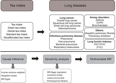 Tea intake and lung diseases: a Mendelian randomization study